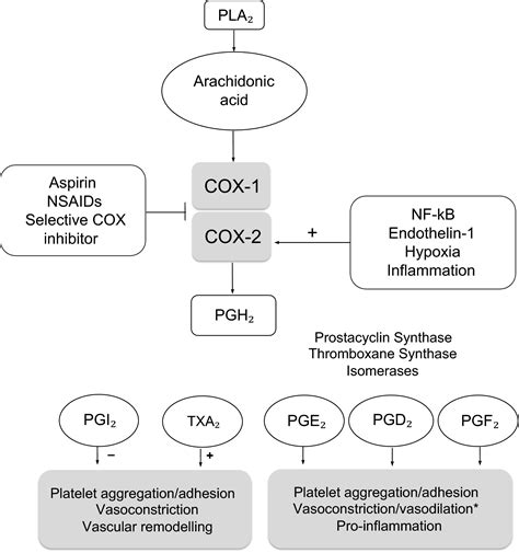 Aspirin Mechanism Of Action In Angina at Katie Wheelwright blog