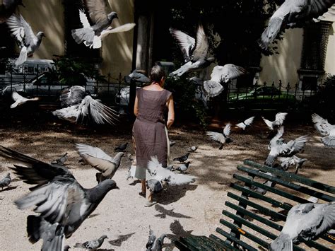 Lifespan of Pigeon Bird: Secrets to Pigeons Survival