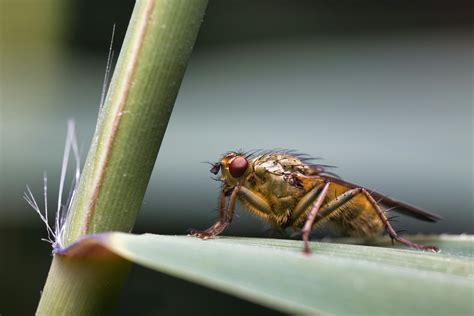 Image result for Crow Fly