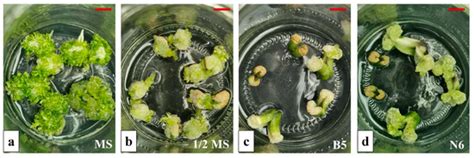 Development and Optimization of a Rapid In Vitro Micropropagation ...