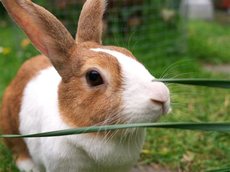 Keeping Pet Rabbits: Get it right! - CAW Blog