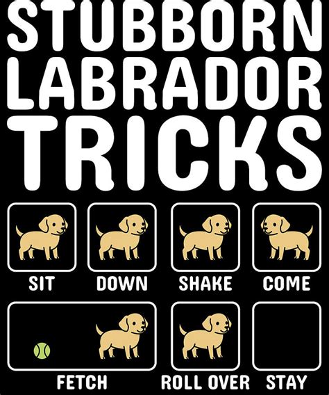 Image result for Labrador Tricks
