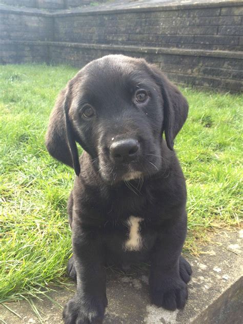 Bernese Mountain Dog Mix Lab Puppy