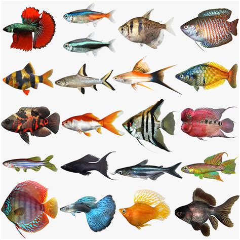 Tropical Fish Species List And Pictures