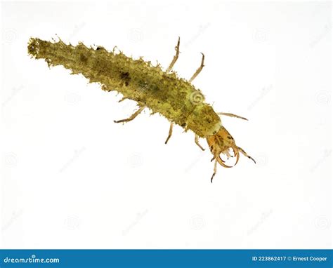 Aquatic Coleoptera Larvae Water Beetle Wikipedia