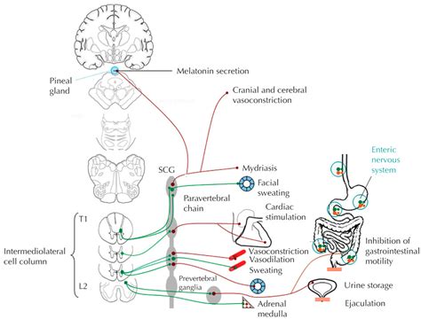Autonomic Dysreflexia Pathophysiology