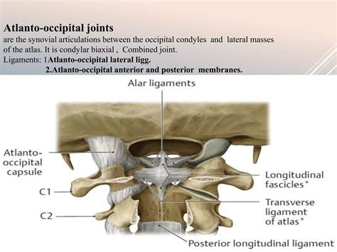 Atlanto Occipital Joint
