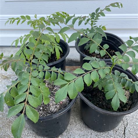 Transplant, Curry Leaf Plant - Chai Family Foundation