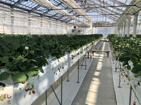 山笑う里のいちご狩り🍓 レア品種もあるよ | RadiChubu-ラジチューブ-