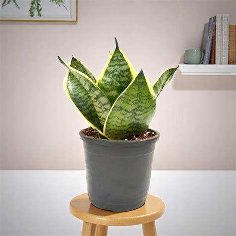 Buy Sansevieria Compacta Dwarf - Snake Plant online at best price
