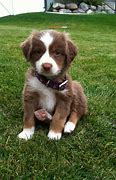 Image result for Cutest Puppy Pics