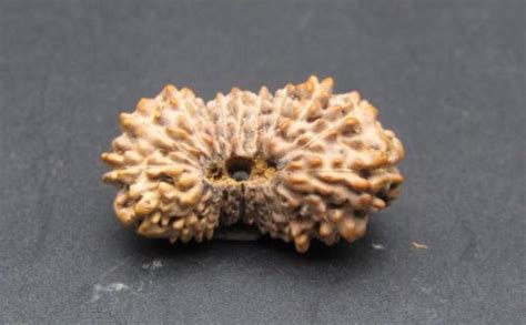 Buy 21 Mukhi Rudraksha Indonesia 22 mm | Authentic 21 Mukhi Rudraksha ...