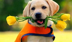 Image result for Good Morning Pet Images