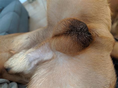 Is a dark patch on my male dachshund's testicles normal? | Petco