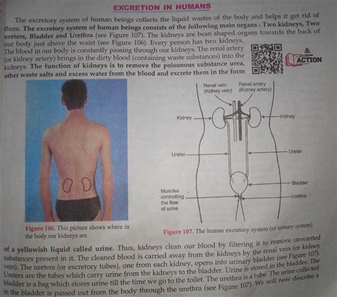 Explain the process of Excretory system.Also draw the diagram of it ...