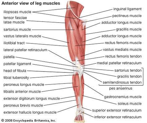 Lower Limb Muscles Anterior