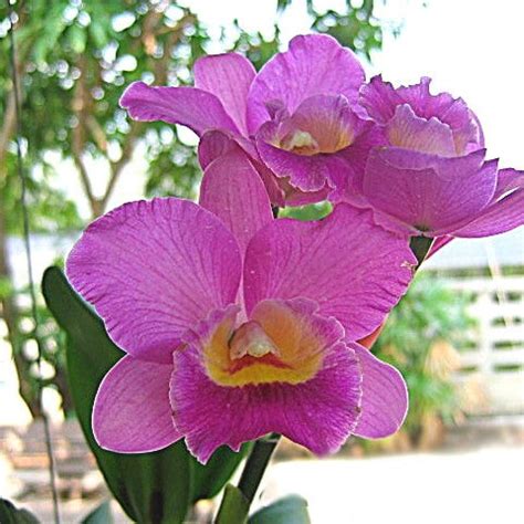 Catt. Rlc. Jairak Boy - Gabbar Farms