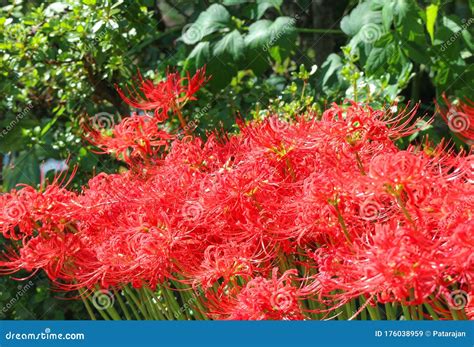 Japanese Red Spider Lily or Lycoris Radiata Flower in the Park Stock ...