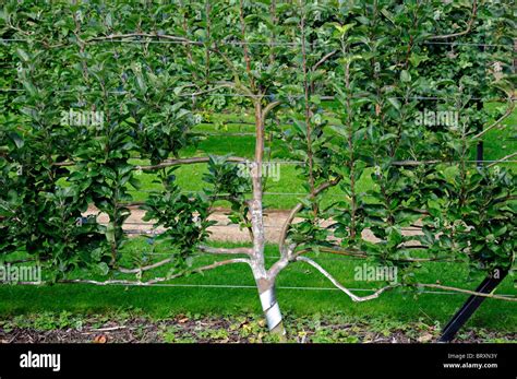Image result for Bush Apple Tree