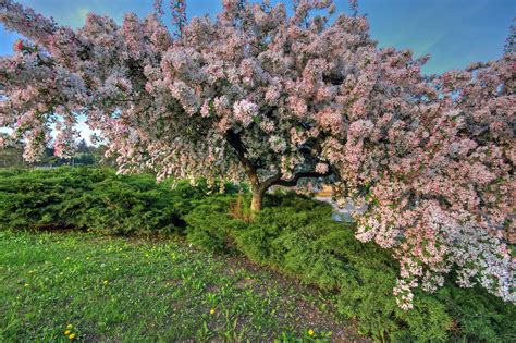 Image result for Bloom Flower Spring Fall
