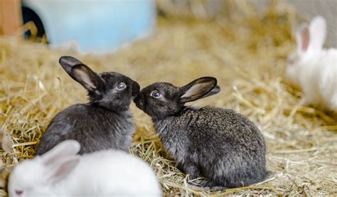 15 rabbit facts you probably didn't know! | Blue Cross