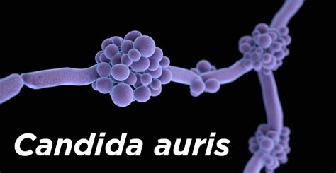 Bildergebnis für candida auris