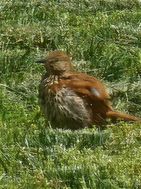 Brown bird, black beak, looked like it swallowed a grapefruit ...