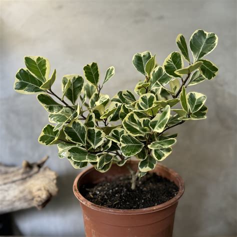 Image result for Ficus Triangularis Variegata