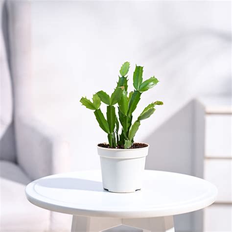 Buy the Christmas Cactus for sale online| A Colorful, Festive Delight ...