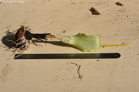 Biarum auraniticum - אחילוף החורן, Yellow Biarum | The Jerusalem ...