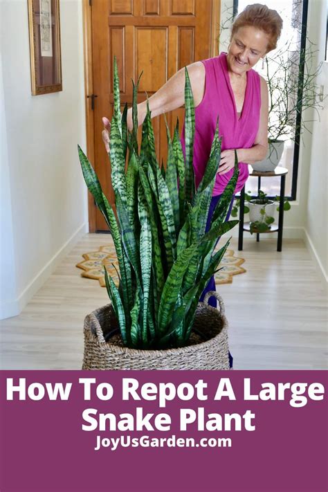 Large Snake Plant Repotting Guide