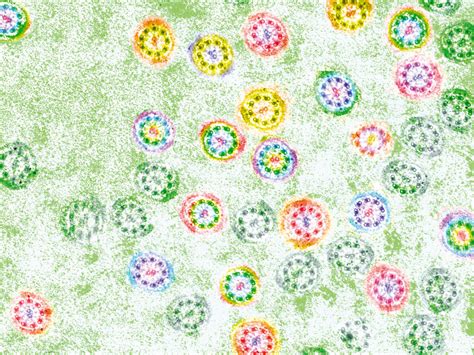 Image result for Silver Spring Tails