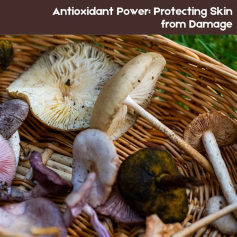 Unlocking the Skincare Benefits of Matsutake Mushroom | Clinikally