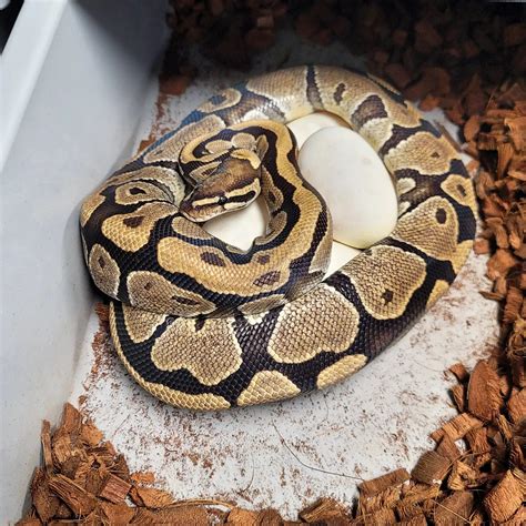 Breeder (Fire) Classic Ball Python by EmbersBallPythons - MorphMarket