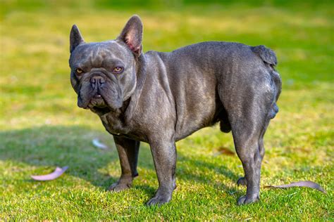 Grey French Bulldog: Appearance, Genetics, Pictures & Facts