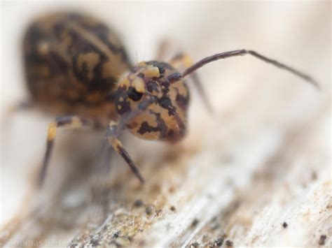 Image result for Springtail Bug-Bite