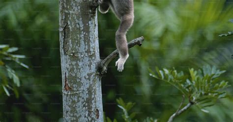 Image result for Monkey Falling Off Tree