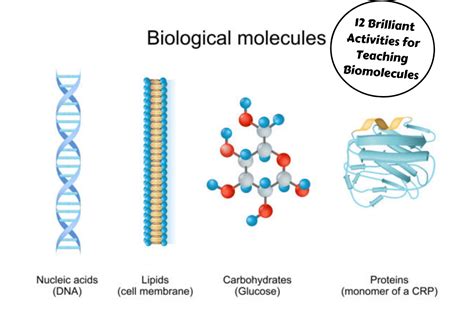 Image result for Biomolecules Explained
