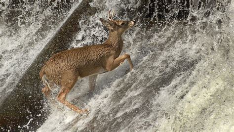 White Tailed Deer Swimming