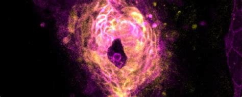 Image result for Zebrafish Embryo Development Heart