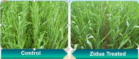 Zidua® | Farming and Crop Protection