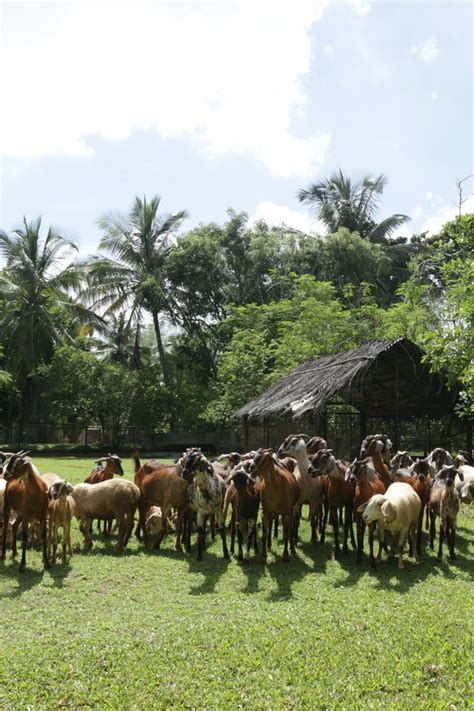 Big Banyan Vineyard & Resort - Gallery