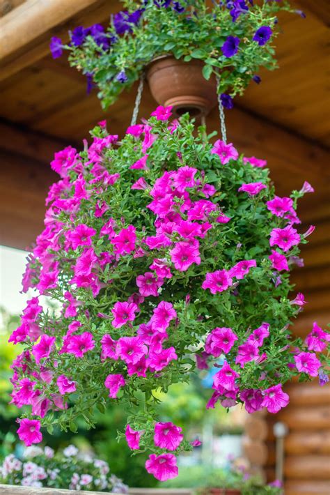 Petunia Hanging Basket Care - How to Grow Enviable Displays!
