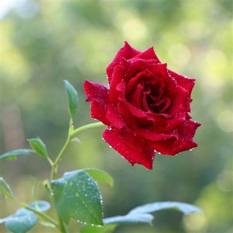 Buy Rose Red Plant online at best price from plantsguru