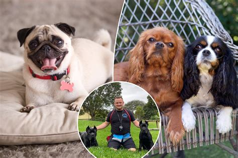 Are King Charles Spaniels Good Apartment Dogs