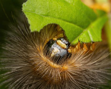 MacroPorn: XXXL small things