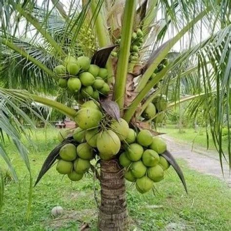 Live Thai Beach Coconut Tree Plant | Rare Hybrid Palm for Coastal ...