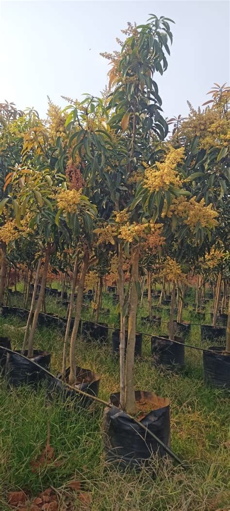 Best Alphonso(Hapoos) Mango Fruit Plants In Kadiyam — Kadiyam Rajasri ...