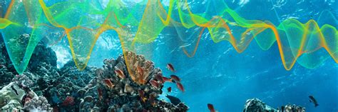 Sound of Fish Underwater 的图像结果