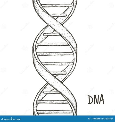 Dna Strand Easy Drawing at Henry Storms blog
